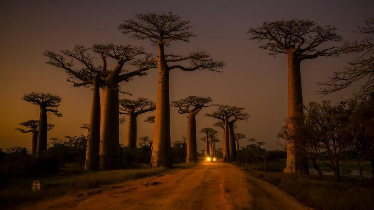 Vista del atardecer en la calle de los baobabs en Morondava, Madagascar. FOTO: MARCO PARENTI